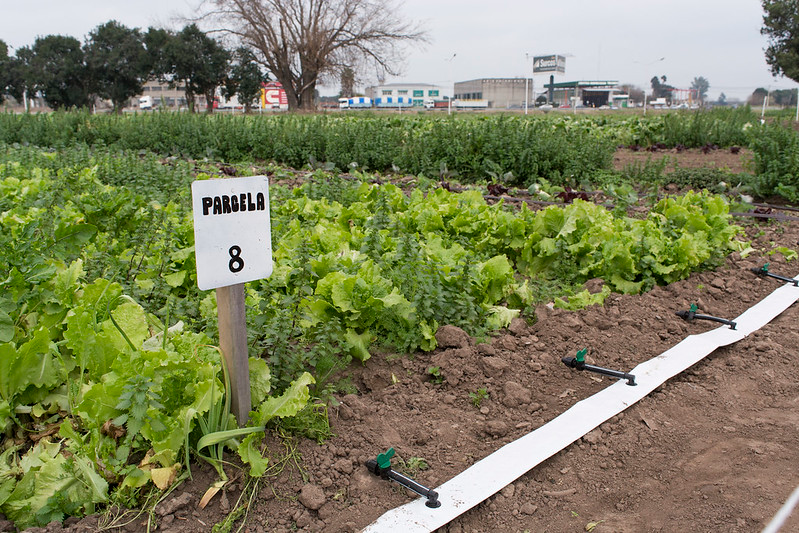 Sustainable Food Production for a Resilient Rosario